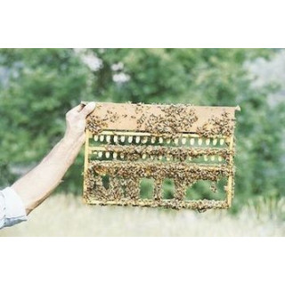 Anyanevelő keret  Dadant méret